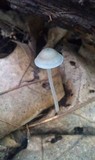 Mycena subcaerulea image