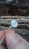 Mycena subcaerulea image
