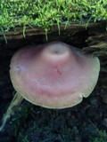 Callistosporium purpureomarginatum image