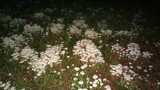 Termitomyces microcarpus image
