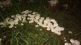 Termitomyces microcarpus image