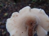 Auriscalpium villipes image