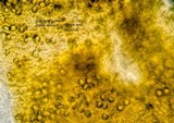 Amanita sect. Vaginatae image