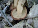 Bothia castanella image