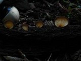 Crepidotus crocophyllus image