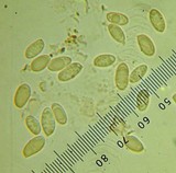 Suillus caerulescens image