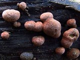 Hypoxylon fuscum image
