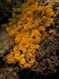 Byssonectria fusispora image