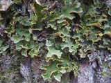 Pseudocyphellaria aurata image