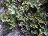 Pseudocyphellaria aurata image