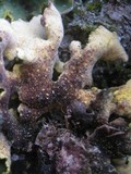 Pseudocyphellaria aurata image