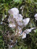 Lobaria scrobiculata image