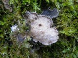 Sticta limbata image
