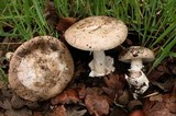 Amanita calyptratoides image