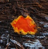 Ceriporia spissa image