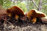 Suillus tomentosus image