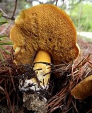 Suillus tomentosus image