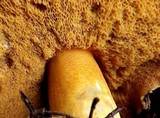 Suillus tomentosus image
