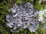 Image of Degelia cyanoloma