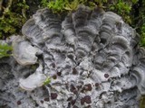 Degelia cyanoloma image
