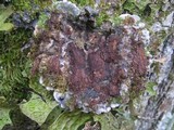 Degelia cyanoloma image