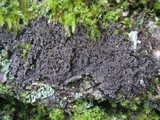 Pannaria conoplea image