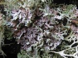 Menegazzia terebrata image