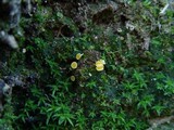 Lachnum pygmaeum image