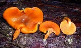 Omphalotus subilludens image