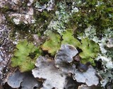 Normandina pulchella image