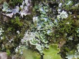 Normandina pulchella image