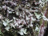 Lobaria amplissima image