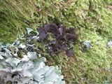 Sticta sylvatica image