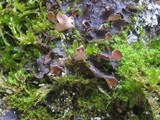 Nephroma laevigatum image