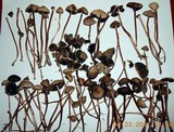 Panaeolus cinctulus image