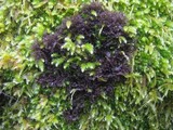 Leptogium lichenoides image