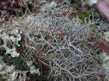 Biatoropsis usnearum image