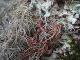 Biatoropsis usnearum image