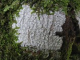 Phlyctis agelaea image