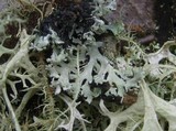 Menegazzia terebrata image