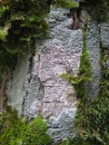 Pertusaria hymenea image