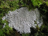 Pertusaria hymenea image