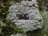 Pertusaria hymenea image