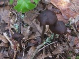 Entoloma hirtipes image