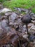 Entoloma hirtipes image