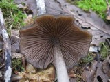 Entoloma hirtipes image