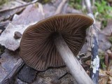 Entoloma hirtipes image