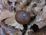 Entoloma hirtipes image