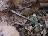 Entoloma hirtipes image