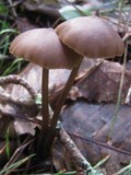 Entoloma hebes image